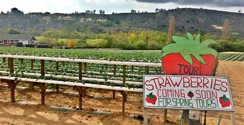 Strawberry Tour — Tanaka Farms | Fruit in season, California travel, Strawberry plants