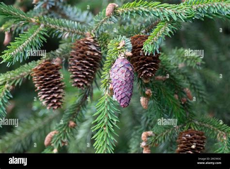 Female cones, Branch, Picea purpurea, Purple-coned spruce, Picea, Cones, Spruce young and old ...