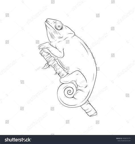 Chameleon Outline Drawing Vectorchameleon Sketch Style Stock Vector ...