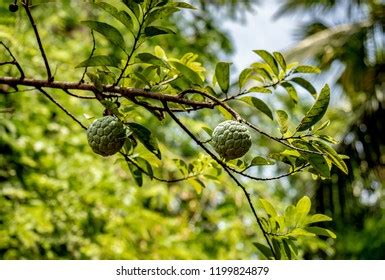 155 Atis Fruit Images, Stock Photos & Vectors | Shutterstock