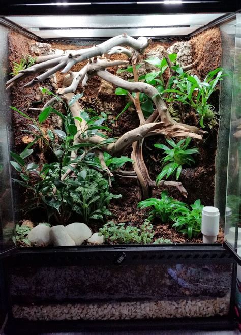 Diy Crested Gecko Terrarium