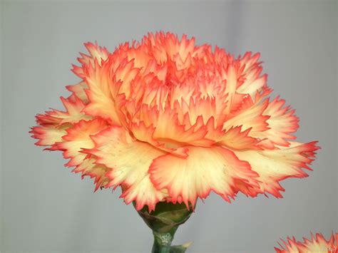 Orange sherbet carnations - Google Search in 2020 | Carnation flower, Yellow carnations ...