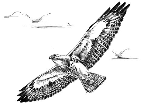 File:Black and white line art drawing of swainson hawk bird in flight.jpg - Wikimedia Commons