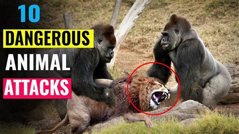 10 Dangerous Animal Attacks - YouTube