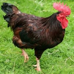 Rhode Island Red Chickens For Sale | Chickens For Backyards