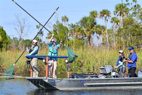 New River, Who Dis? Snook Habitat Expansion in the Nature Coast - UF/IFAS Nature Coast ...