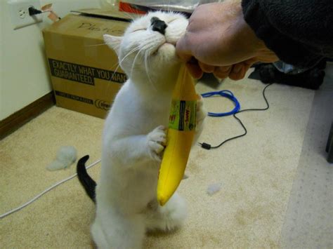 FUNNIEST CATS EVER, Check out this funny cat and his favourite banana