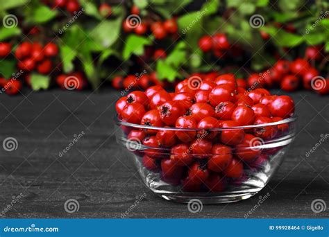 Hawthorn berries stock photo. Image of wild, season, bowl - 99928464