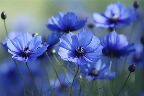 Blue Cosmos Flower Meaning, Symbolism & Spiritual Significance ...