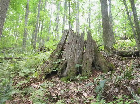 The American Chestnut Tree - Classic History