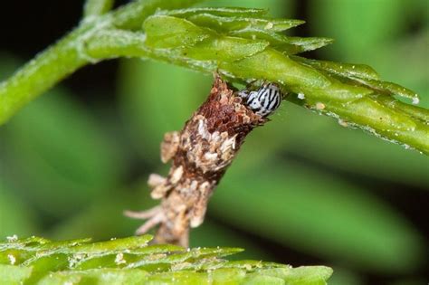 ‘Log House’ Like Cocoon of The Bagworm Moth | Amusing Planet