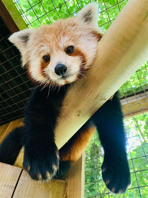 Ember the Red Panda - Dudley Zoo and Castle