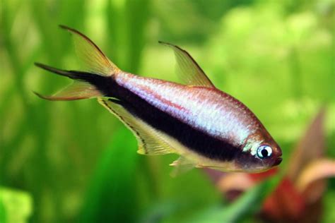 Large Emperor Tetra | Discus.com