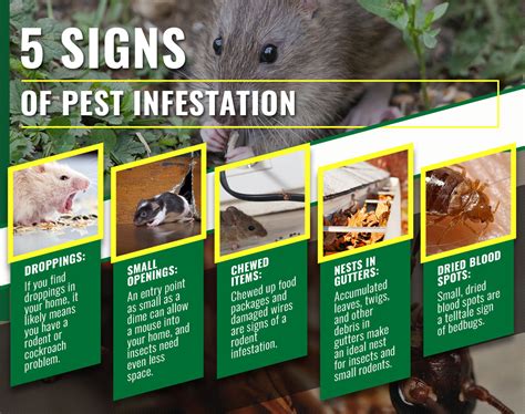 5 Signs of Pest Infestation | Termishield Mishawaka