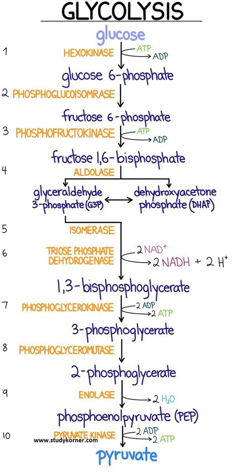 Glycolysis Flow Chart Introduction Pathway Diagram & Summary - StudyPK