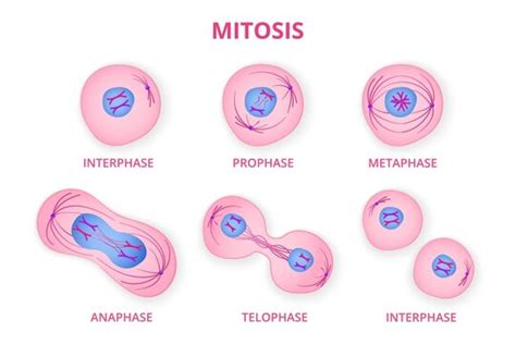 Interphase Of Mitosis