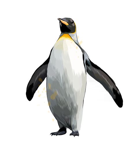 pingüino emperador de un toque de acuarela, dibujo coloreado, realista. ilustración vectorial de ...