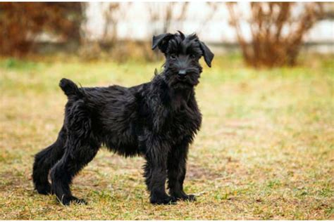 Razze di cani da guardia: le 15 migliori e più affidabili