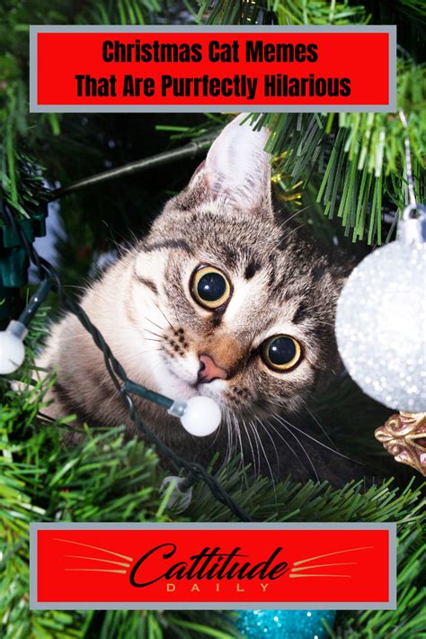 Christmas Cat Memes | Christmas cat memes, Christmas cats, Cat memes