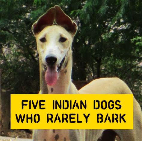 Top 12 Best Indian Dog Breeds DogExpress | peacecommission.kdsg.gov.ng