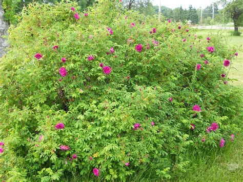 Canoe Corner: Cleaning the Roses