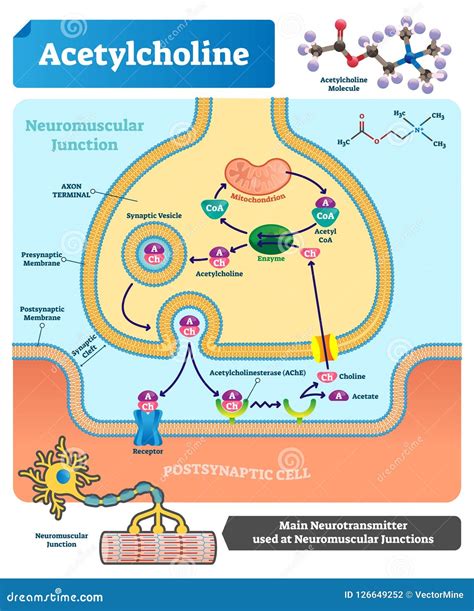 Neurotransmitter Stock Illustrations – 1,137 Neurotransmitter Stock Illustrations, Vectors ...