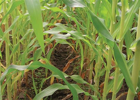 Guide to Nitrogen Deficiency in Corn | PowerAG