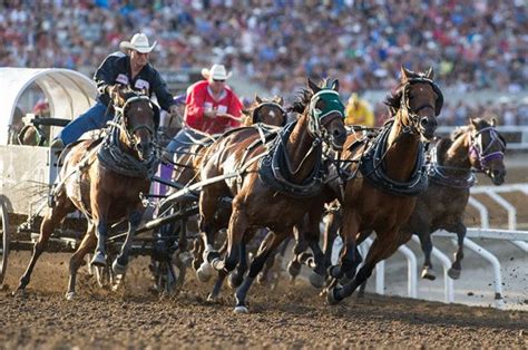 The Calgary Stampede – Ritual in Motion