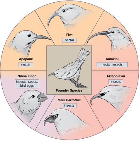 Adaptive Radiation – Introductory Biology: Evolutionary and Ecological ...