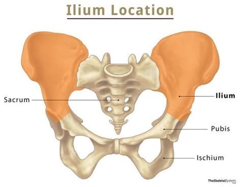 Os Coxa: Ilium, Ischium, Pubis Flashcards | Quizlet