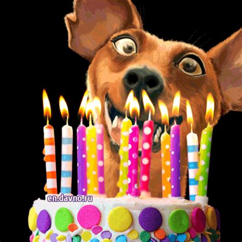 Happy Birthday Funny Animals Gif - Cat's Blog