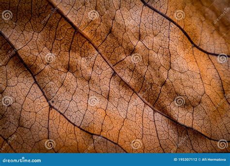 Brown Dried Leaf. Texture of Teak Leaf Show Detail of Leaf in ...