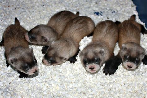 Baby Black Ferret