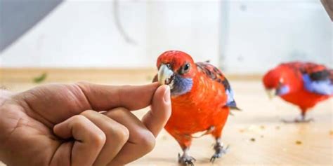 Birds that can Learn to Talk | 7 Best Talking birds | Hutch and Cage