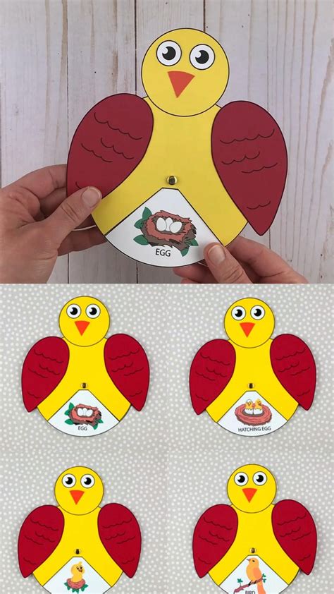 Bird life cycle wheel craft for kids – Artofit