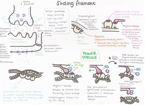 Sliding Filament Theory Coloring Worksheets