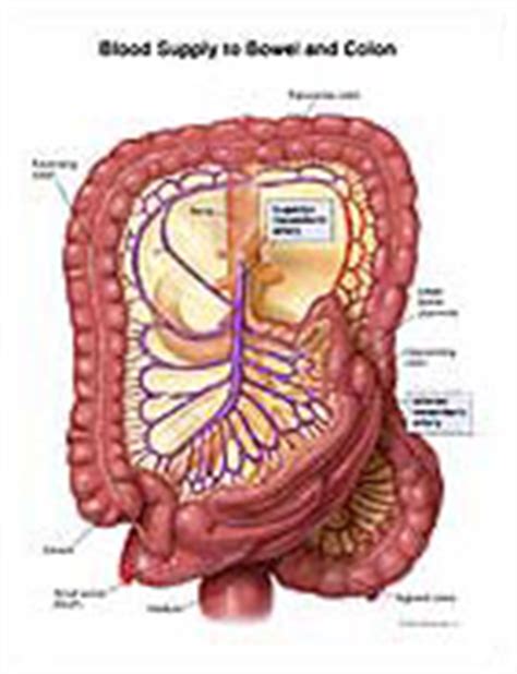 Blood Supply to Bowel and Colon Medical Illustration Medivisuals