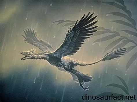 Microraptor dinosaur