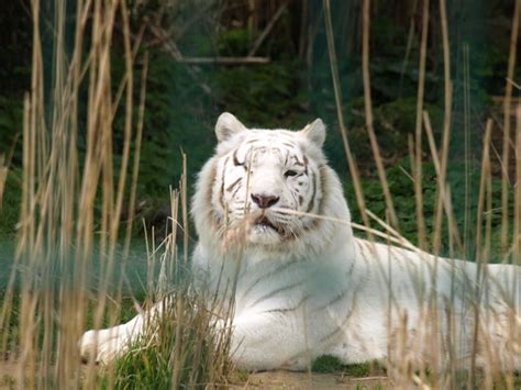 Isle of Wight Zoo (Sandown) - 2018 All You Need to Know Before You Go (with Photos) - TripAdvisor