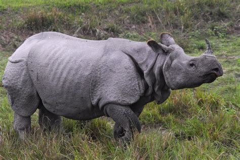 India – One-horned Rhinos