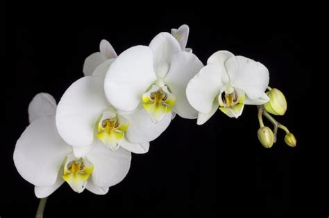 Premium Photo | Beautiful white orchid on a black background.