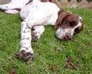 English Pointer - Characteristics and character - Dogs breeds