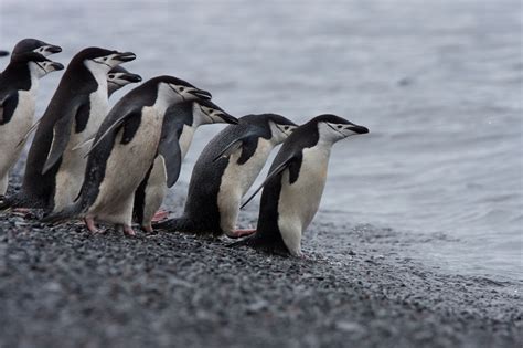 The Eight Great Penguin Species of Antarctica