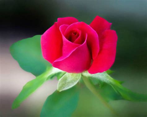 The World Most Beautiful Flower ROSE