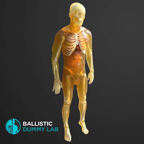 Ballistic Dummy Gel Male Body – Ballistic Dummy Lab