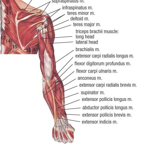 Upper Muscle Anatomy - Sports Massage Therapy