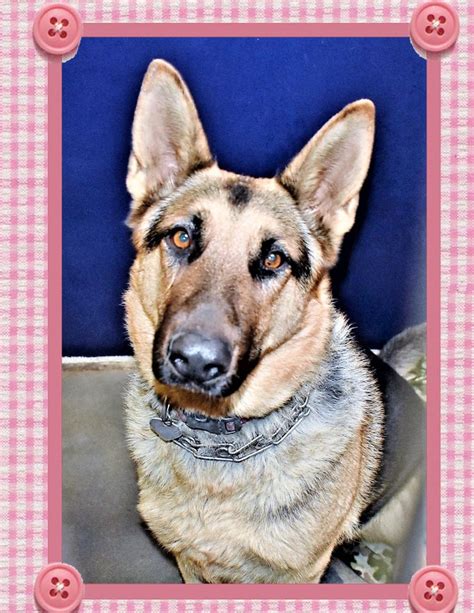 German Shepherd Dog dog for Adoption in San Jacinto, CA. ADN-516314 on PuppyFinder.com Gender ...