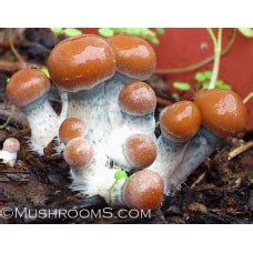 Buy Exotic Psilocybe Spore Prints in the USA - muShrooms.com