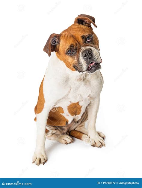 Boxer Bulldog Crossbreed Dog Sitting Tilting Head Stock Photo - Image of full, domestic: 119993672