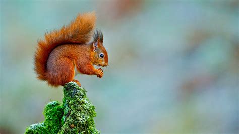 17 Facts About Red Squirrel - Facts.net